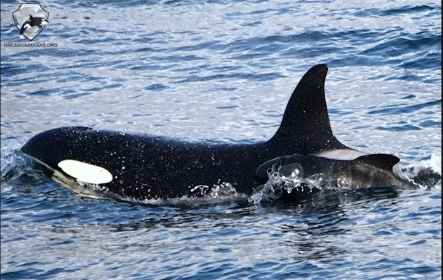 Đàn cá voi sát thủ 'nhận nuôi' con non của loài cá voi 'kẻ thù' khiến các nhà nghiên cứu không hiểu vì sao - Ảnh 1.
