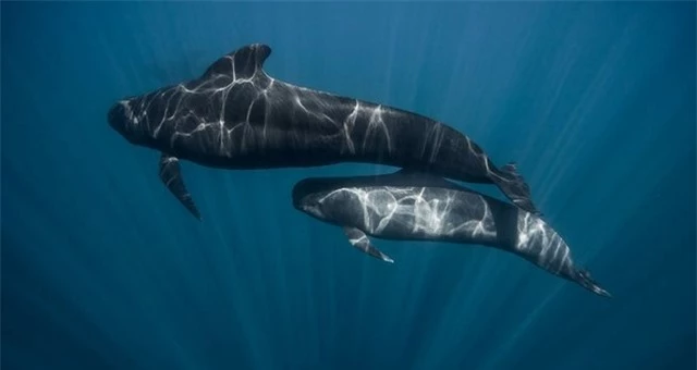 Đàn cá voi sát thủ 'nhận nuôi' con non của loài cá voi 'kẻ thù' khiến các nhà nghiên cứu không hiểu vì sao - Ảnh 2.