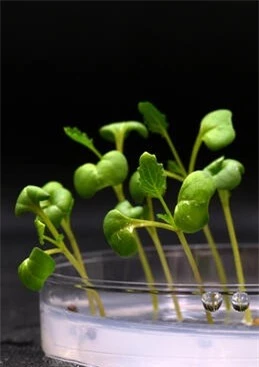 Đột phá khoa học: Tìm ra cách để thực vật phát triển trong bóng tối, không cần ánh sáng mặt trời - Ảnh 2.