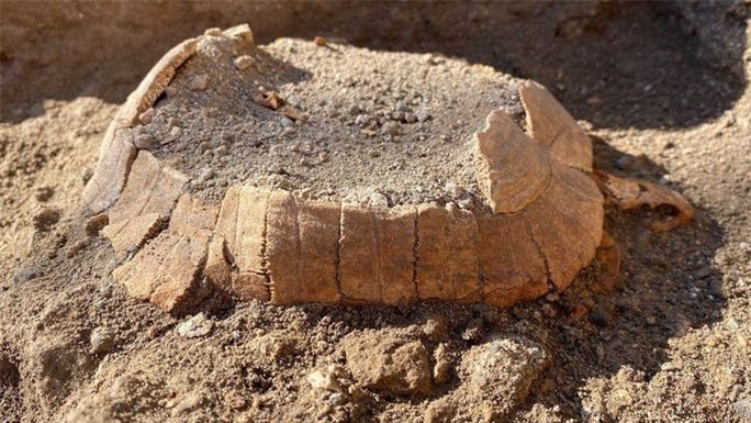 Sinh vật 2.000 tuổi nguyên vẹn và gây choáng váng ở thành phố hóa đá - Ảnh 1.