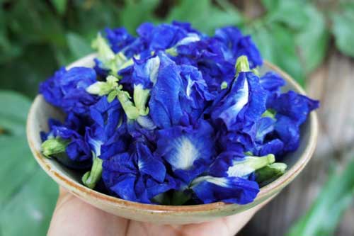 Hoa đậu biếc rất tốt cho sức khỏe, nhưng có 5 đối tượng càng dùng càng độc, rước họa vào thân