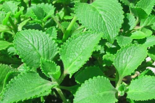 3 loại lá là “đệ nhất chữa ho” dùng thoải mái mà không lo tác dụng phụ