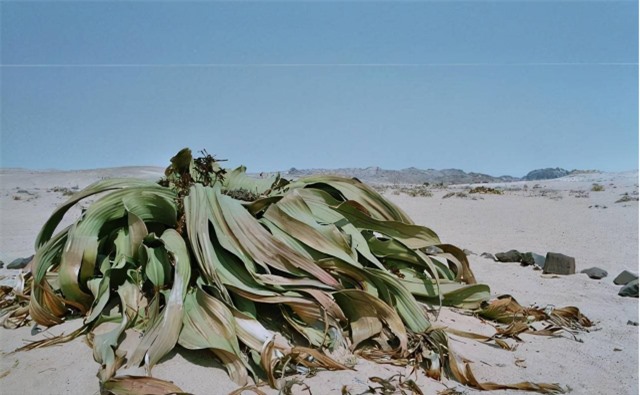 Bạch tuộc sa mạc:  Sống tới hơn 3.000 năm tuổi, giữ bí mật trường sinh loài người mơ ước - Ảnh 2.