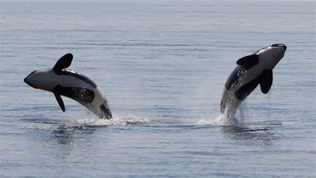 Một cặp cá voi sát thủ càn quét và tận diệt cả đàn cá mập trắng khổng lồ ở ngoài khơi bờ biển Nam Phi - Ảnh 1.