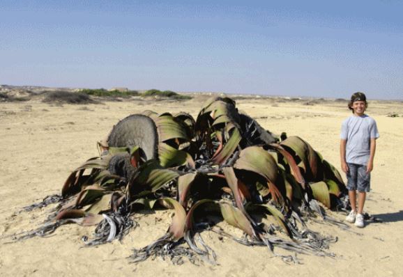 "Bạch tuộc" sa mạc: Sống tới hơn 3.000 năm tuổi, giữ bí mật trường sinh loài người mơ ước