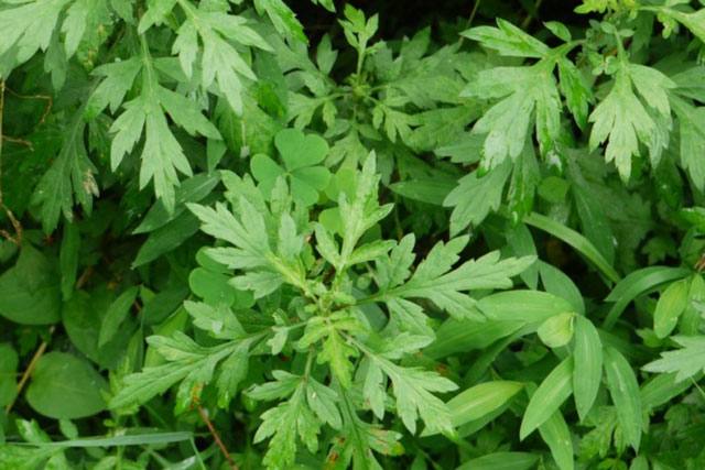 Chữa đau lưng bằng rau ngải cứu