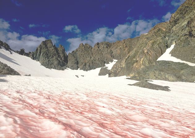 "Tuyết máu" - tín hiệu đáng ngại của biến đổi khí hậu