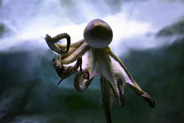 Con người và loài "từ ngoài hành tinh" có chung gien lạ, "nhảy" trong não