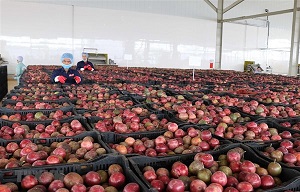 Trung Quốc đồng ý nhập khẩu thí điểm chanh leo Việt Nam 