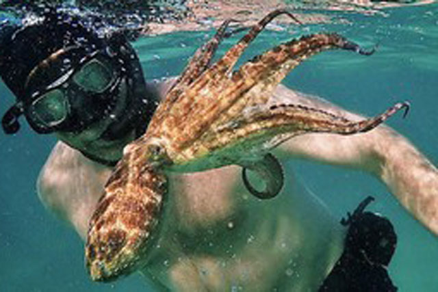 Phát hiện độc: Bạch tuộc thông minh một cách đáng sợ vì chia sẻ cùng gen trí tuệ với con người