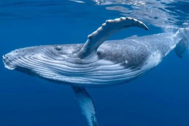 Cá voi 'to bằng cái thuyền' xuất hiện trên biển Khánh Hoà