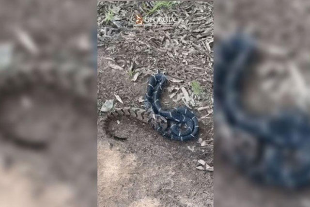 Video gây bão mạng cảnh rắn ăn thịt đồng loại