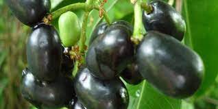 Lưu ý khi ăn quả trâm bạn cần nhớ