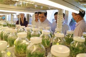 Công ty Công nghệ Sinh học Ngân Hà: Đi đầu trong nghiên cứu, bảo tồn, phát triển cây dược liệu tại Cao Bằng