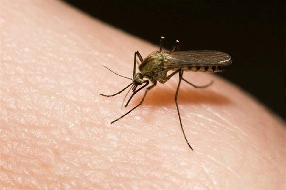 7 lý do khiến bạn bị muỗi đốt nhiều hơn người khác