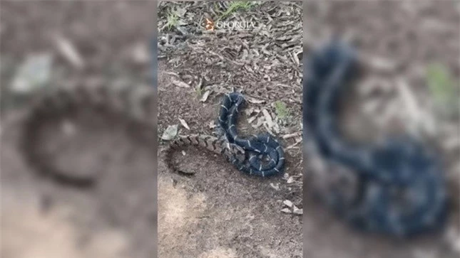 Video gây bão mạng cảnh rắn ăn thịt đồng loại ảnh 1
