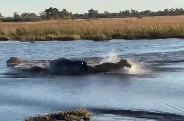 Chọn sai chỗ vượt sông, sư tử suýt bị hà mã ngoạm chết