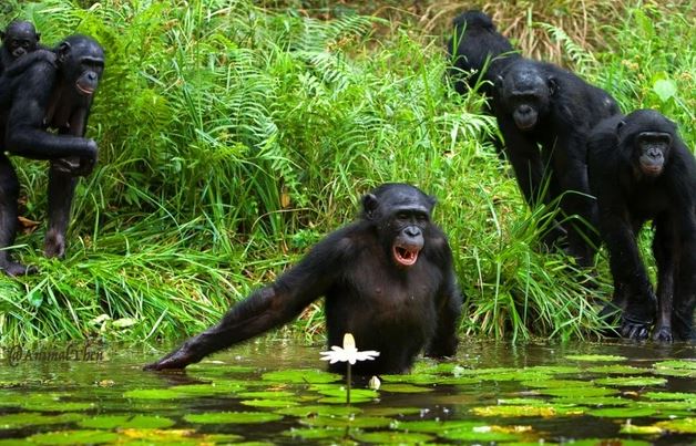 Tinh tinh rừng nhiệt đới đã biết đào giếng để lấy nước uống