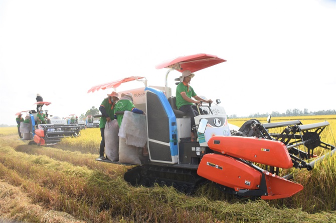 Kiên Giang: Phát triển vùng nguyên liệu lúa chất lượng cao 300.000 ha
