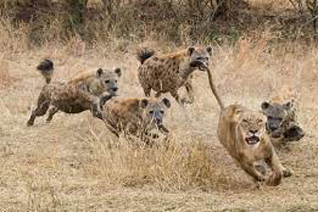 Sư tử đực thể hiện uy quyền, đánh đuổi linh cẩu cướp xác ngựa vằn