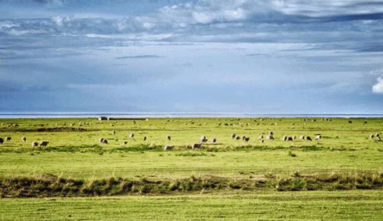 Thành phố nghìn năm không trồng nổi 1 cây xanh: Thưởng 1 tỷ cho ai "giải cứu" thành công