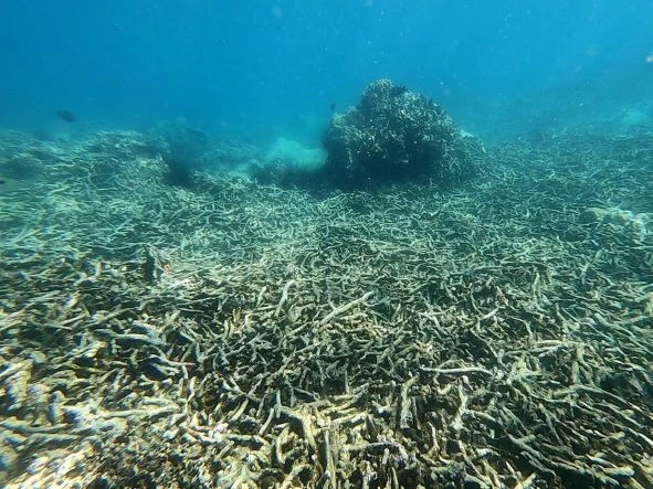 Rạn san hô ở Khu bảo tồn biển Hòn Mun (vịnh Nha Trang, tỉnh Khánh Hòa) bị xâm hại nghiêm trọng