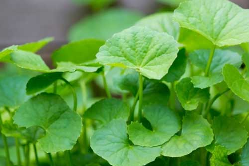 6 loại lá dân dã làm mát gan, tiêu độc, mùa hè đun lấy nước uống trị sạch ngứa ngáy, rôm sảy