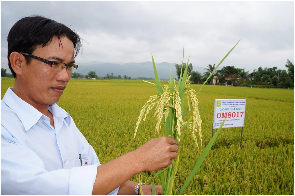 Với quy mô hơn 152 ha, mỗi năm Viện Nghiên cứu cây trồng của ThaiBinh Seed nghiên cứu, khảo nghiệm hàng nghìn giống lúa các loại.