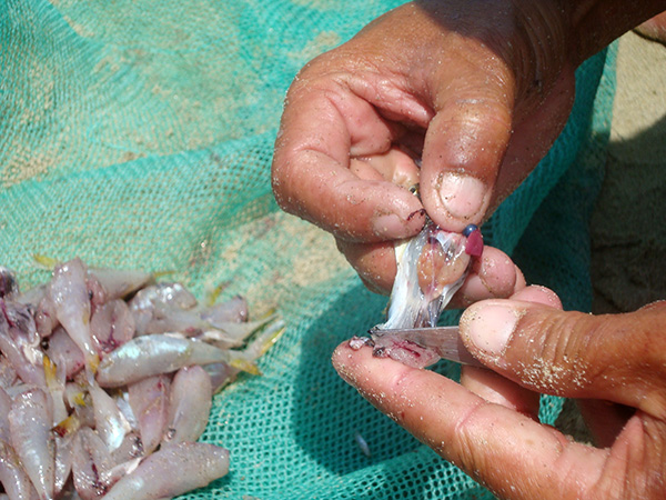 Đà Nẵng: Xử lý nghiêm hành vi cố ý khai thác, mua bán, chế biến cá nóc