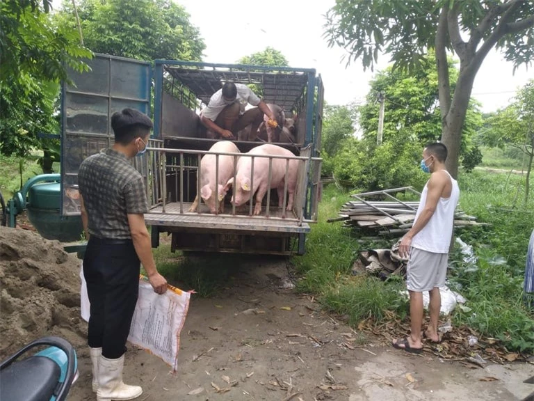 Giá heo hơi ngày 7/7/2022: Cả 3 miền đồng loạt tăng, người nuôi phấn khởi