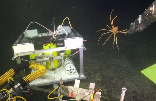 Câu chuyện về con cua và chiếc máy đo địa chấn dưới đáy đại dương