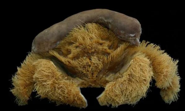 Bất ngời phát hiện ra loài cua lông xù có vẻ ngoài vô cùng kỳ lạ!