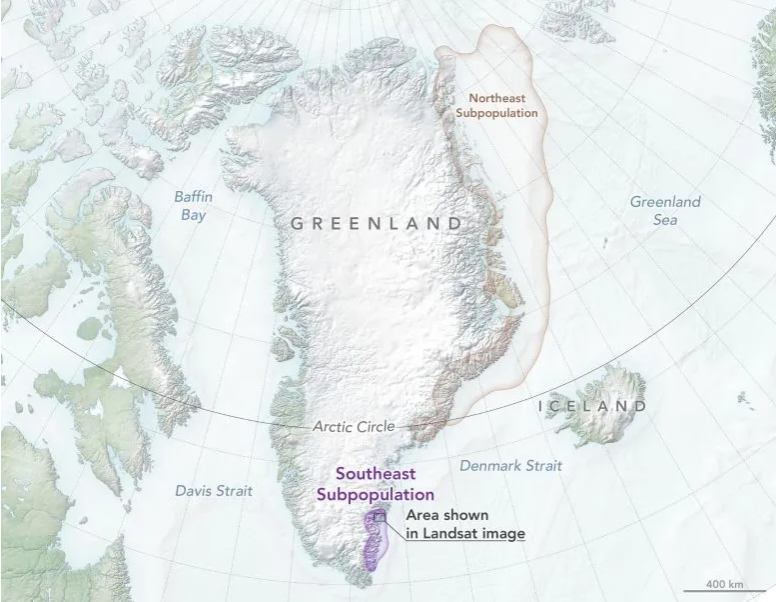 Satellite tracking has shown that the Northeast and Southeast polar bear populations have distinct behaviors and are different. The tan area indicates that Northeast Greenland's polar bears cross large expanses of sea ice to hunt. The purple area indicates that Southeast Greenland's polar bears are more restricted in their movements within their own fjords and those of neighboring fjords. Credit: NASA's Earth Observatory.