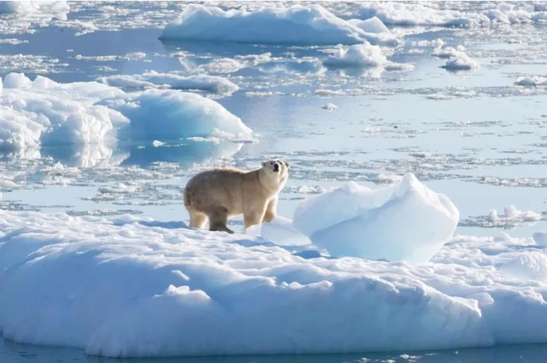 A Southeast Greenland Polar Bear on glacier or freshwater ice at 61° North in September 2016. Photographed during NASA's Oceans Melting Greenland mission. Credit: NASA/Thomas W. Johansen.