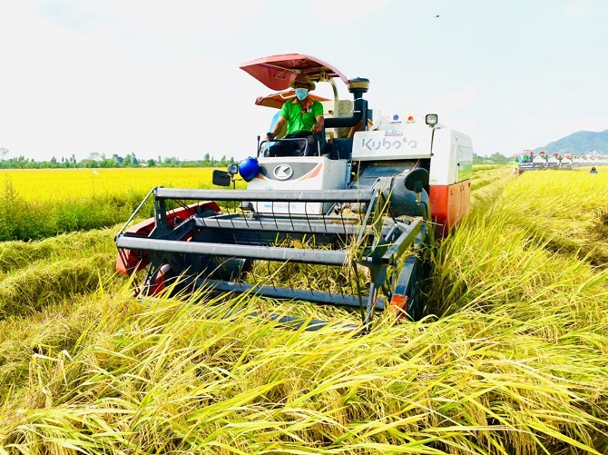 Tính đến nay toàn vùng ĐBSCL đã thu hoạch trên 400 ngàn ha lúa hè thu/1,5 triệu ha, năng suất trung bình từ 6-6,5 tấn/ha.