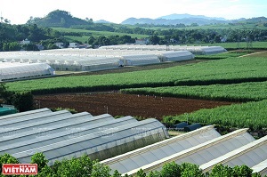 Công ty TNHH Trung tâm Nghiên cứu và Phát triển nông nghiệp công nghệ cao Lam Sơn: Chinh phục những hướng phát triển mới trong nông nghiệp 