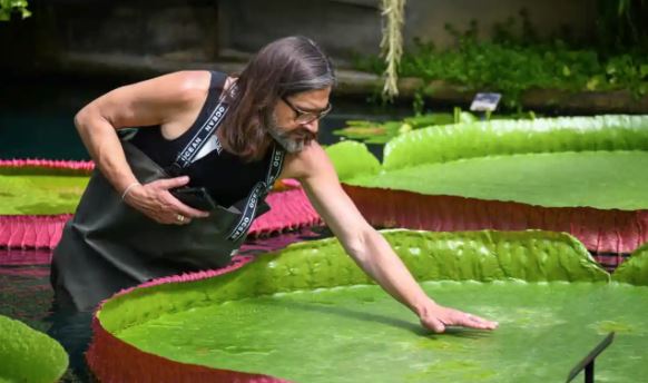 Phát hiện loài hoa súng lớn nhất thế giới