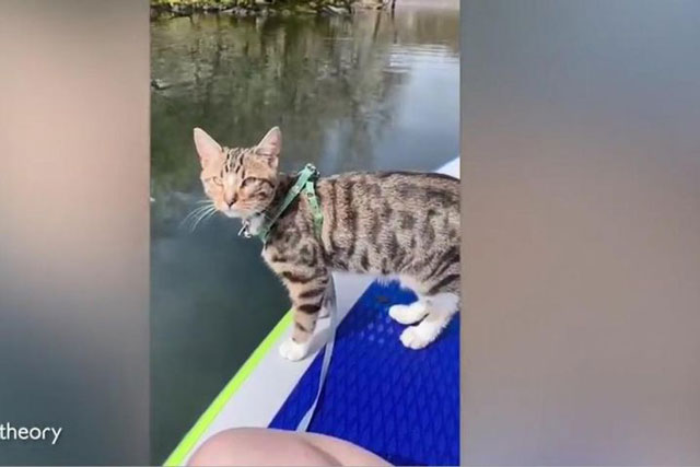 Chú mèo mướp năng động đam mê các môn thể thao mạo hiểm