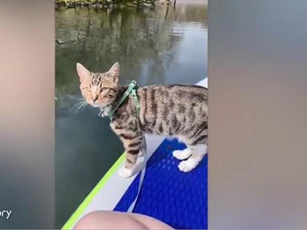 Chú mèo mướp năng động đam mê các môn thể thao mạo hiểm