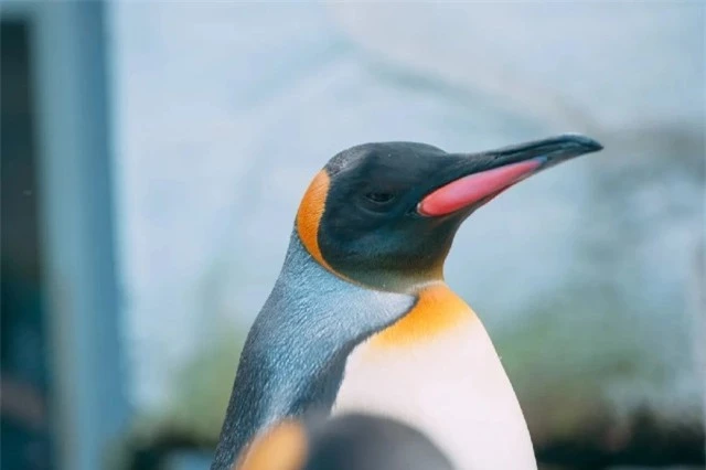 Lạm phát khiến lũ chim cánh cụt ở thủy cung Nhật Bản bất bình khi bị cho ăn loại cá rẻ tiền hơn - Ảnh 1.