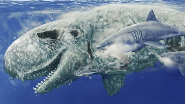 Mặt cá nhà táng là "món snack" yêu thích của megalodon - Ảnh 1.