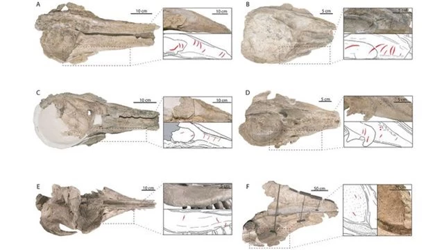 Mặt cá nhà táng là "món snack" yêu thích của megalodon - Ảnh 2.