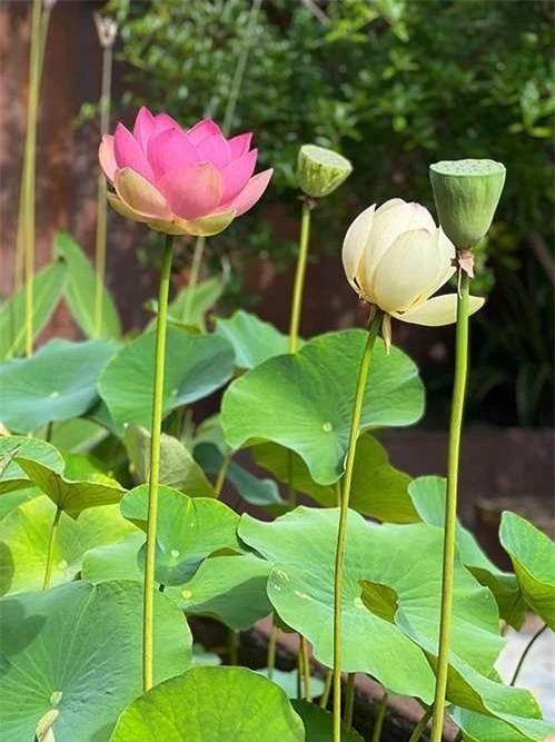 Hè về, vườn nhà Hoa hậu Dương Mỹ Linh tràn ngập hoa trái khiến fan mê mẩn