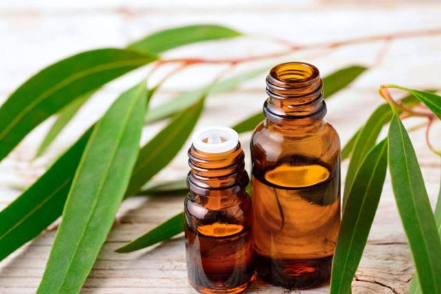 7 lợi ích của dầu khuynh diệp đối với sức khỏe