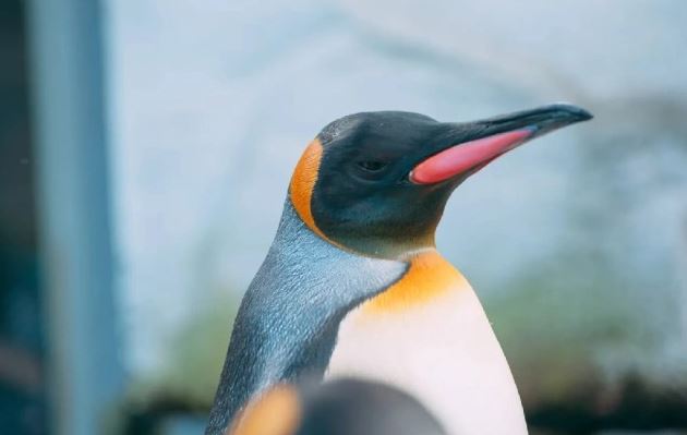 Lạm phát khiến lũ chim cánh cụt ở thủy cung Nhật Bản bất bình