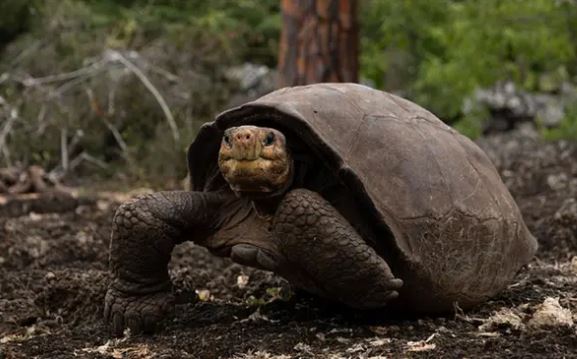 Loài vật "yêu hòa bình" hàng top trong thế giới động vật: Không ưa xô xát, "tỉ thí" bằng cách so kè một thứ