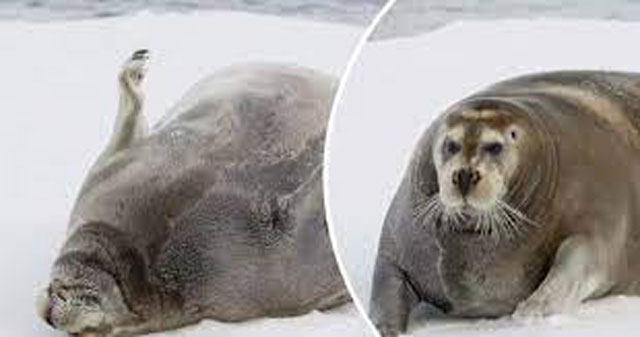 Bật cười trước màn lăn lộn trên băng của chú hải cẩu béo ú