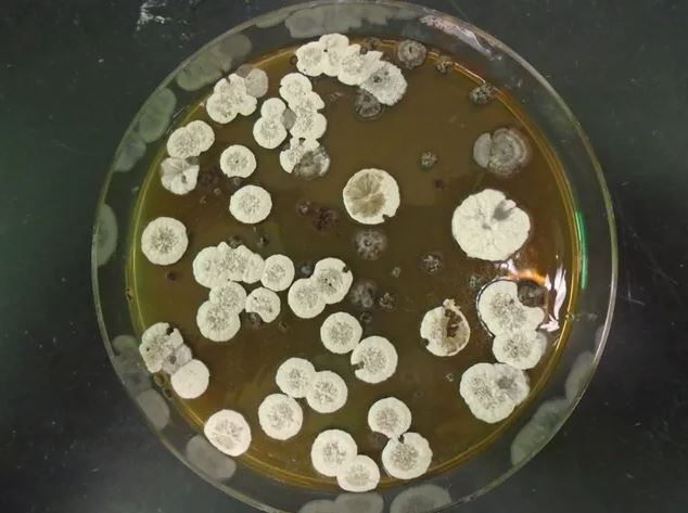 Đột phá: Nhiên liệu sinh học tạo ra từ vi khuẩn có thể thay thế chất đốt dùng trong ngành hàng không vũ trụ