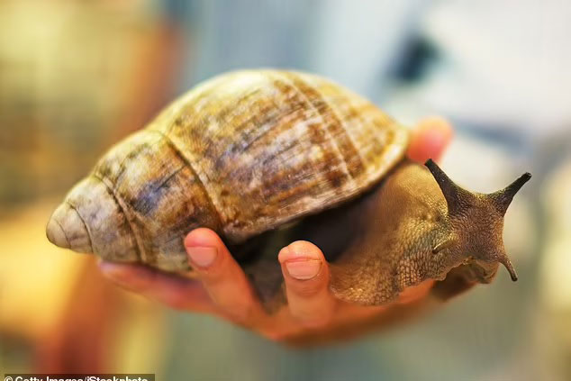 Loài ốc sên khổng lồ mang ký sinh trùng gây bệnh viêm màng não ở người