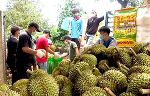 Ký nghị định thư về yêu cầu kiểm dịch thực vật đối với sầu riêng xuất khẩu sang Trung Quốc